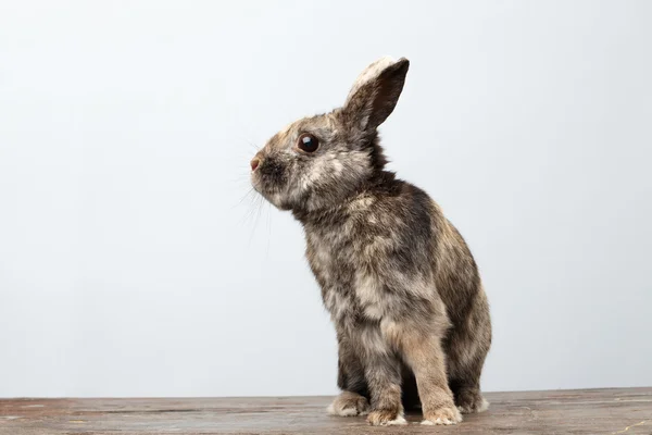 Cute Little rabbit, Brown Fur Sitting on Wood, white Background — Stock Photo, Image