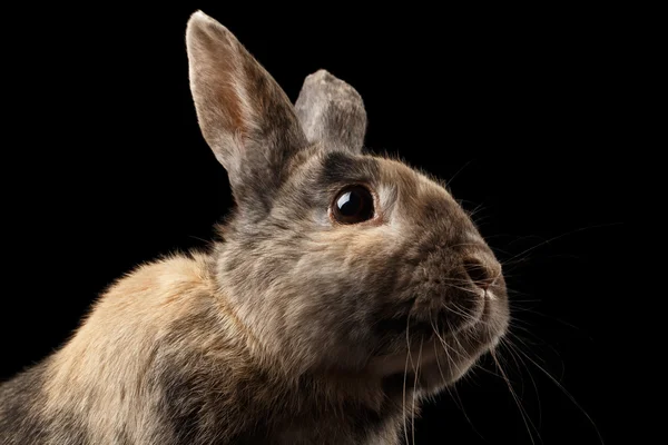 クローズ アップ面白い小さなウサギ、茶色の毛皮、黒背景に分離 — ストック写真