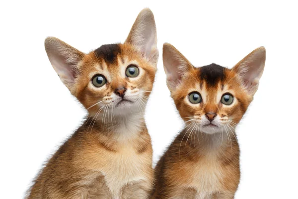 Closeup Two Little Abyssinian Kitty Sitting on Isolated White Background — Stock Photo, Image