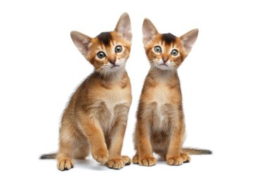 İzole beyaz arka plan üzerinde oturan iki küçük Abyssinian Kitty