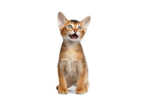 Little Abyssinian Kitty Meowing sobre fondo blanco aislado — Foto de Stock