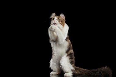 Amerikan Curl kedi doğurmak, izole siyah arka plan üzerinde dua