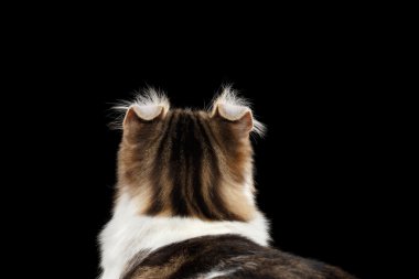 İzole siyah arka plan üzerine Amerikan Curl kedi closeup portresi
