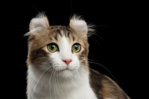 Closeup Portrait of American Curl Cat on Black Isolated background — Stock Photo, Image