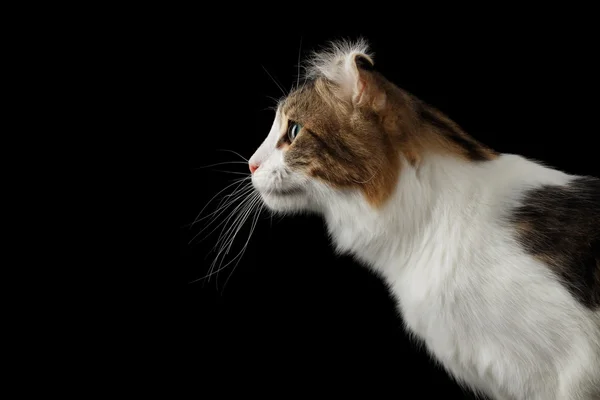 블랙 고립 된 배경에 미국 컬 고양이의 근접 촬영 초상화 — 스톡 사진