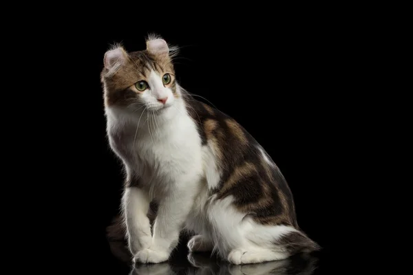 American Curl Cat Breed, Sitting on Black Isolated background — Stock Photo, Image
