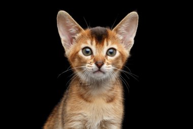 Closeup Abyssinian Kitty meraklı kamerada, seyir siyah arka plan izole