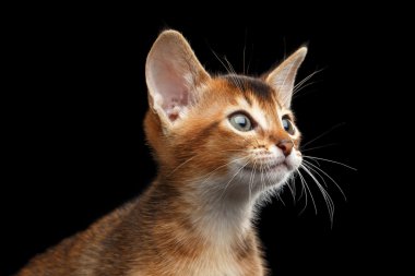 Closeup Abyssinian Kitty meraklı görünüyor, izole siyah arka plan