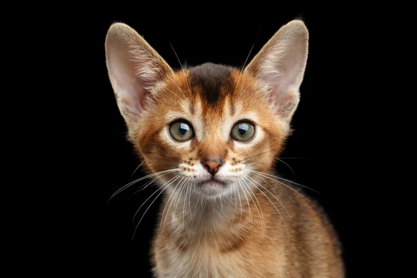 Closeup Abyssinian Kitty Curioso Olhando na Câmera, Fundo preto isolado — Fotografia de Stock