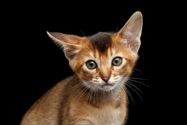 Nahaufnahme abyssinischer Kätzchen neugierig in die Kamera, isolierter schwarzer Hintergrund — Stockfoto