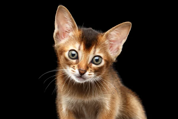 Primer plano Abyssinian Kitty curioso mirando en la cámara, fondo negro aislado — Foto de Stock