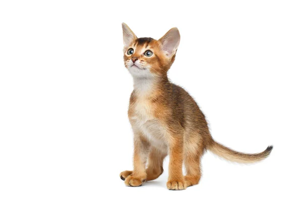 Little Abyssinian Kitty sentado y curioso se ve aislado fondo blanco —  Fotos de Stock