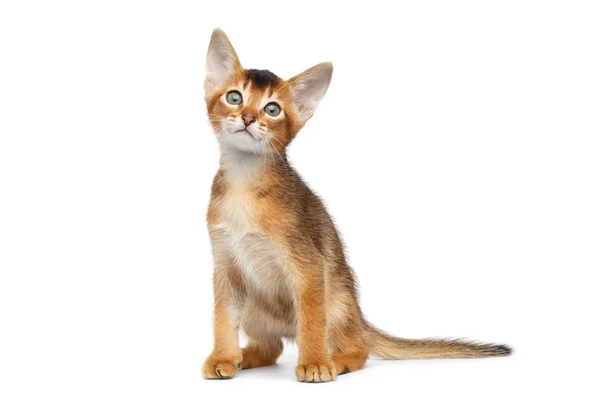 Little Abyssinian Kitty sentado y curioso se ve aislado fondo blanco —  Fotos de Stock