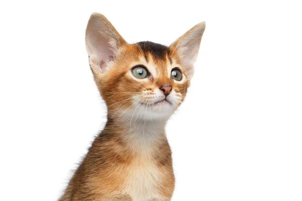 Close-up Abyssinian Kitty Curious Looks, Isolated White Background — Stock Photo, Image