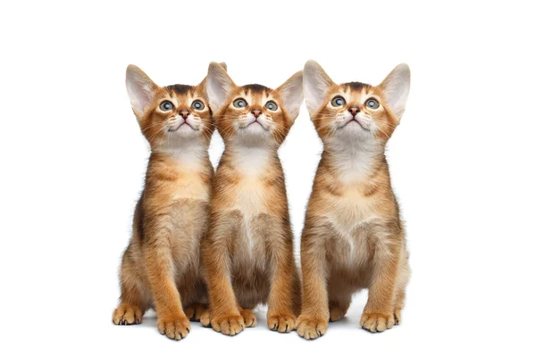 Tres gatitos abisinios sentados sobre un fondo blanco aislado — Foto de Stock