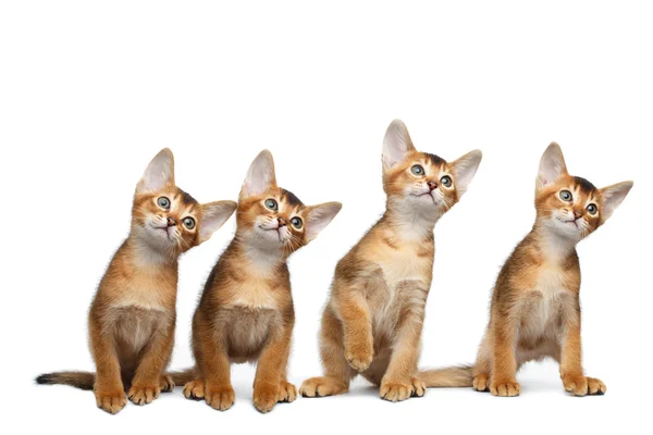 Four Little Abyssinian Kitten Sitting on Isolated White Background — Stock Photo, Image