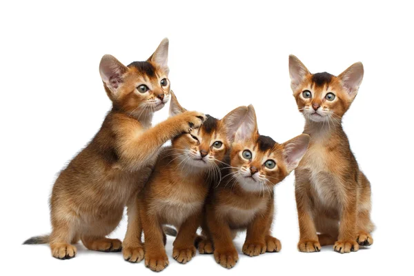 Four Cute Abyssinian Kitten Sitting on Isolated White Background — Stock Photo, Image