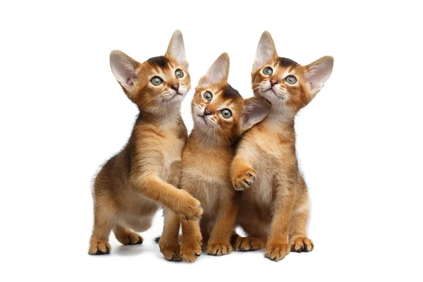 Three Cute Abyssinian Kitten Sitting on Isolated White Background — Stock Photo, Image