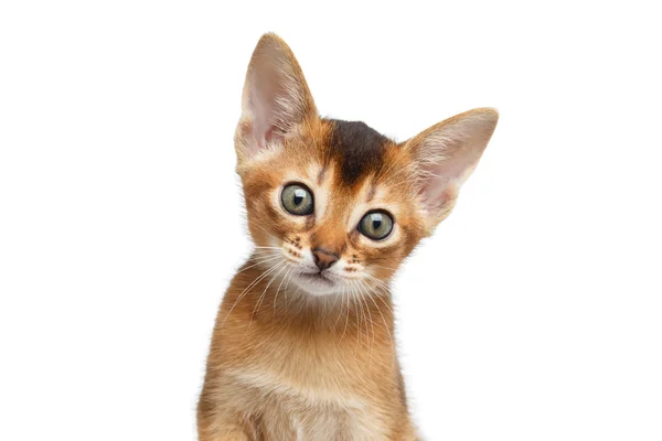 Closeup portret Abyssinian Kitty kijkt nieuwsgierig op geïsoleerde witte achtergrond — Stockfoto