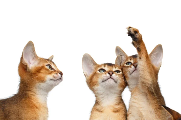 Three Cute Abyssinian Kitten Sitting on Isolated White Background — Stock Photo, Image