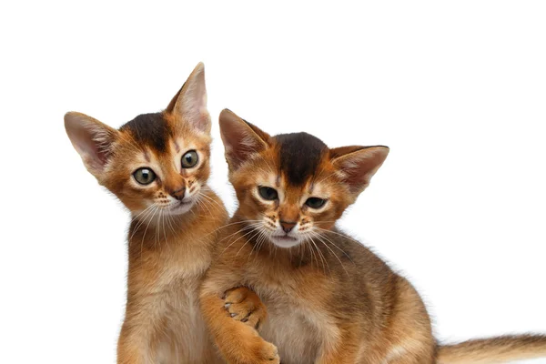 Close-up Two Cute Abyssinian Kitten Playing on Isolated White Background — Stock Photo, Image