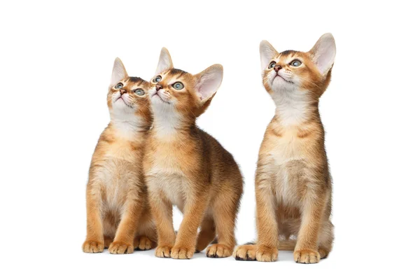 Drie schattige Abyssinian Kitten zittend op geïsoleerde witte achtergrond — Stockfoto