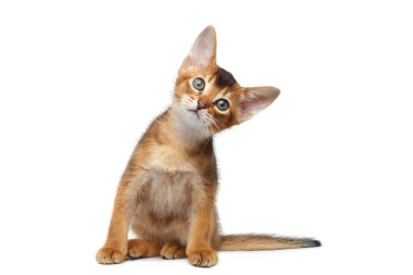 Abyssinian Kitty interest Looking up on Isolated White Background clipart