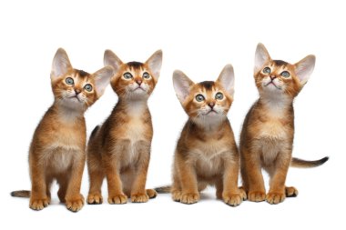 İzole beyaz arka plan üzerinde oynak Abyssinian dört yavru kedi