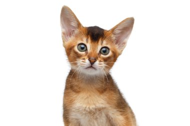 Portre portre sevimli Abyssinian Kitten izole beyaz zemin üzerine