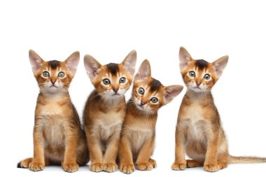 İzole beyaz arka plan üzerinde oynak Abyssinian dört yavru kedi