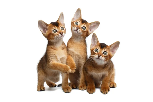 Three Cute Abyssinian Kitten Sitting on Isolated White Background — Stock Photo, Image