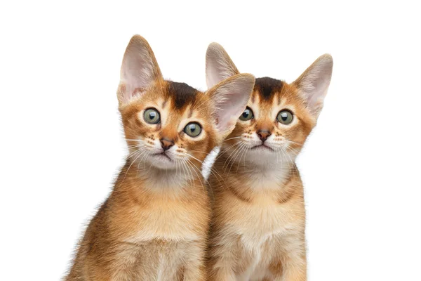 Zwei niedliche abyssinische Kätzchen auf isoliertem weißem Hintergrund — Stockfoto