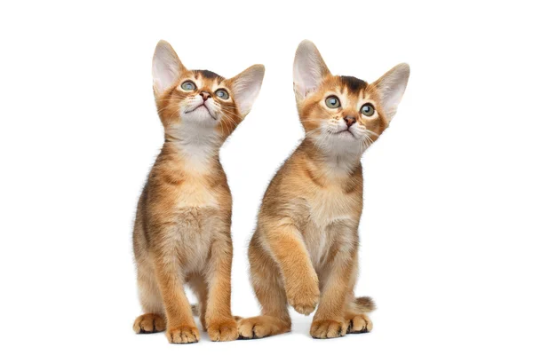 Zwei kleine abyssinische Kätzchen sitzen auf isoliertem weißen Hintergrund — Stockfoto