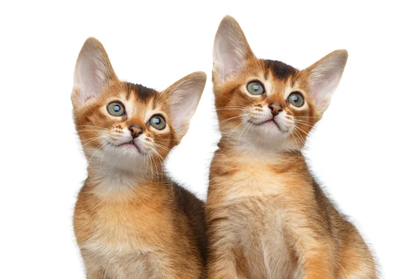 Two Cute Abyssinian Kitten on Isolated White Background — Stock Photo, Image