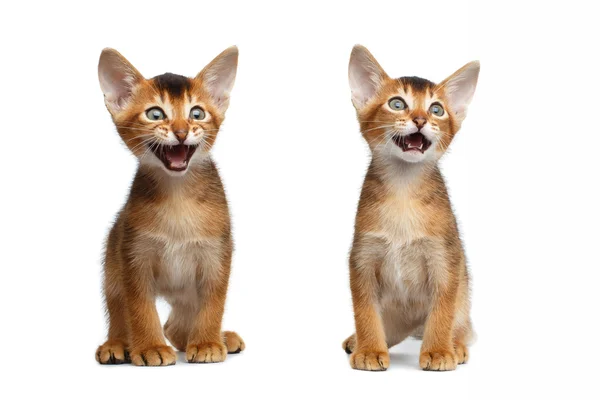 Two Meowing Abyssinian Kitty Sitting on Isolated White Background — Stock Photo, Image