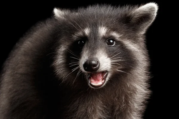 Vértes portré aranyos Baby Raccoon elszigetelt fekete háttér — Stock Fotó