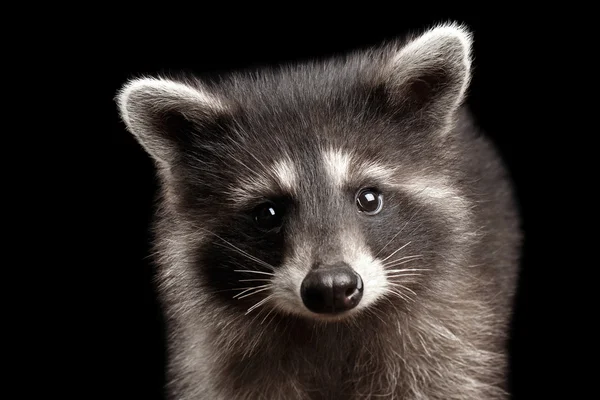 Vértes portré aranyos Baby Raccoon elszigetelt fekete háttér — Stock Fotó