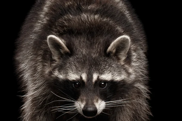 Primer plano retrato mapache divertido aislado sobre fondo negro — Foto de Stock