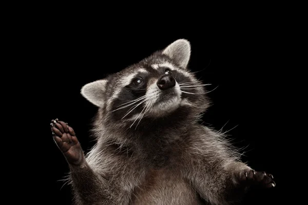 Primer plano retrato mapache divertido aislado sobre fondo negro — Foto de Stock