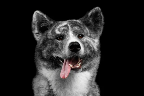 Nahaufnahme Porträt von Akita Inu Hund auf isoliertem schwarzem Hintergrund — Stockfoto