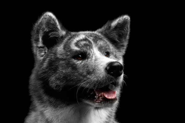 Nahaufnahme Porträt von Akita Inu Hund auf isoliertem schwarzem Hintergrund — Stockfoto