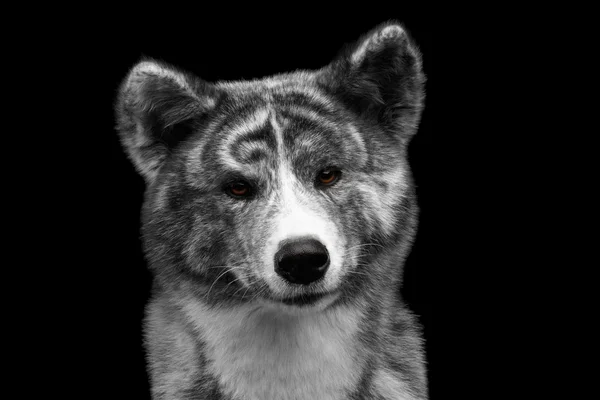 Portrait rapproché du chien Akita inu sur fond noir isolé — Photo