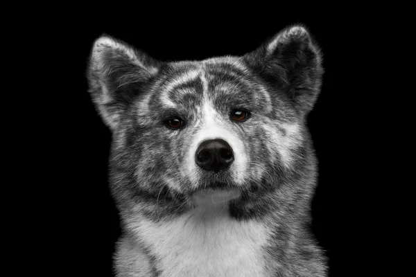 Nahaufnahme Porträt von Akita Inu Hund auf isoliertem schwarzem Hintergrund — Stockfoto