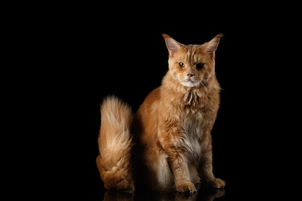 Ginger Mainská mývalí kočka izolované na černém pozadí — Stock fotografie