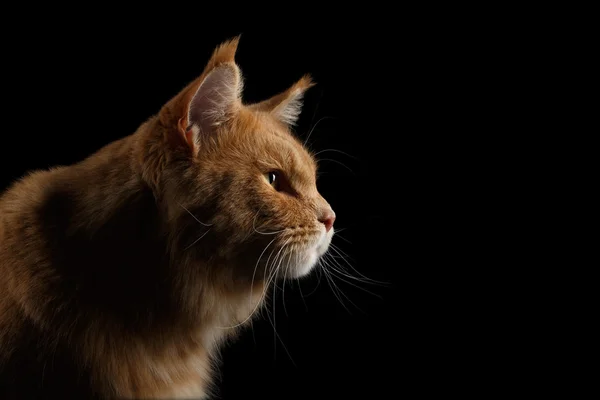 Close-up portret gember Maine Coon kat geïsoleerd op zwarte achtergrond — Stockfoto