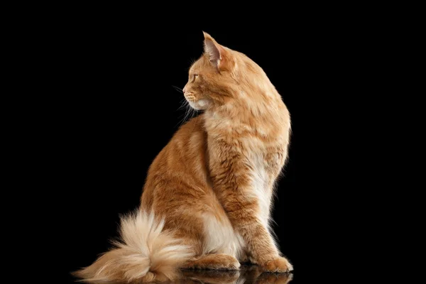 Ginger Maine Coon Cat, Vista de perfil Aislado sobre fondo negro — Foto de Stock