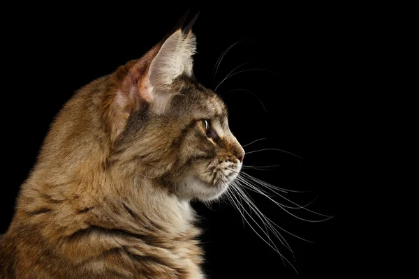 Closeup Maine Coon kočky portrét izolované na černém pozadí — Stock fotografie