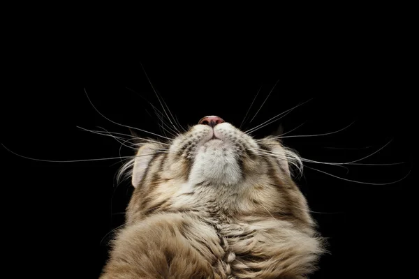 黒の背景に分離されたクローズ アップ メインあらいくま猫チン — ストック写真