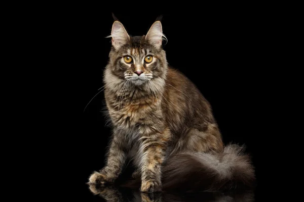 Tabby Maine Coon katt sitter isolerad på svart bakgrund — Stockfoto