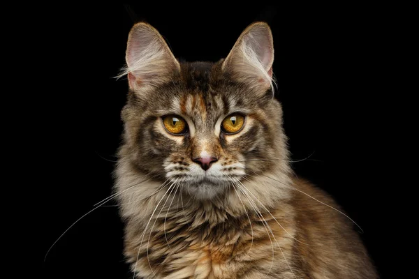 Closeup Maine Coon Cat Portrait Isolated on Black Background — Stock Photo, Image